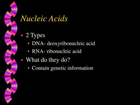 Nucleic Acids 2 Types What do they do? DNA- deoxyribonucleic acid