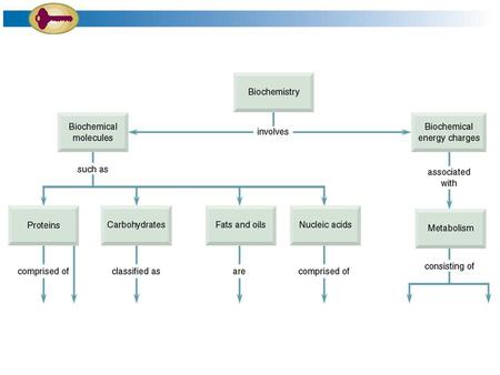 Identify the following amino acids, Identify the following amino acids, 	and tell whether each is acidic, 	basic, or neutral.