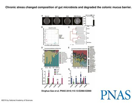 Chronic stress changed composition of gut microbiota and degraded the colonic mucus barrier. Chronic stress changed composition of gut microbiota and degraded.