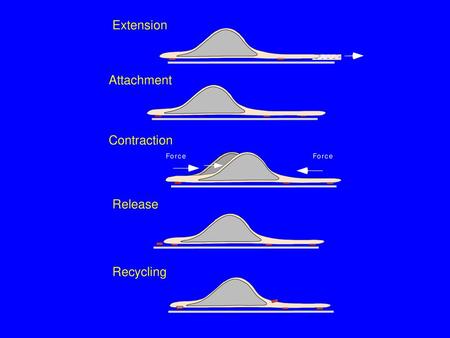 Extension Attachment Contraction Release Recycling C o n t r a c i x e