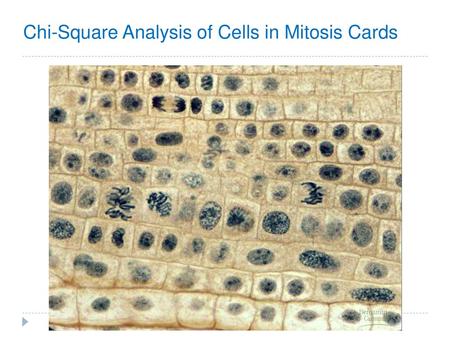 Chi-Square Analysis of Cells in Mitosis Cards