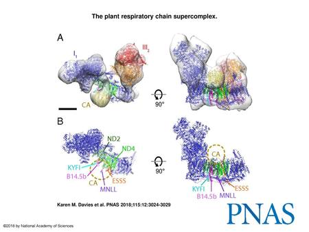 The plant respiratory chain supercomplex.