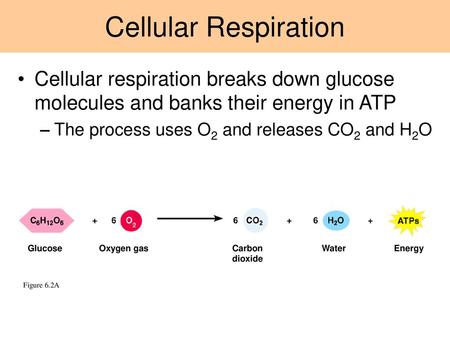 Cellular Respiration Cellular respiration breaks down glucose molecules and banks their energy in ATP The process uses O2 and releases CO2 and H2O Glucose.