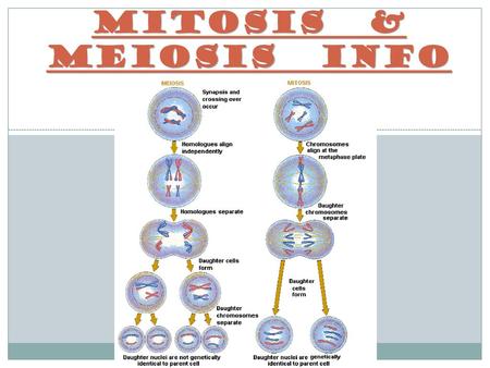 MITOSIS & MEIOSIS INFO.