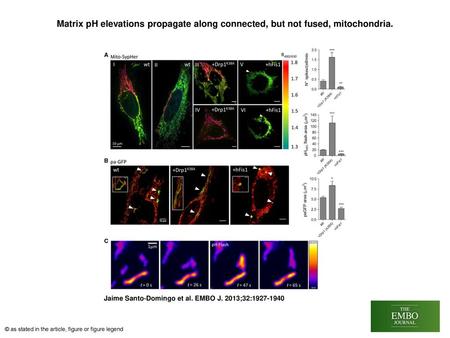 Matrix pH elevations propagate along connected, but not fused, mitochondria. Matrix pH elevations propagate along connected, but not fused, mitochondria.