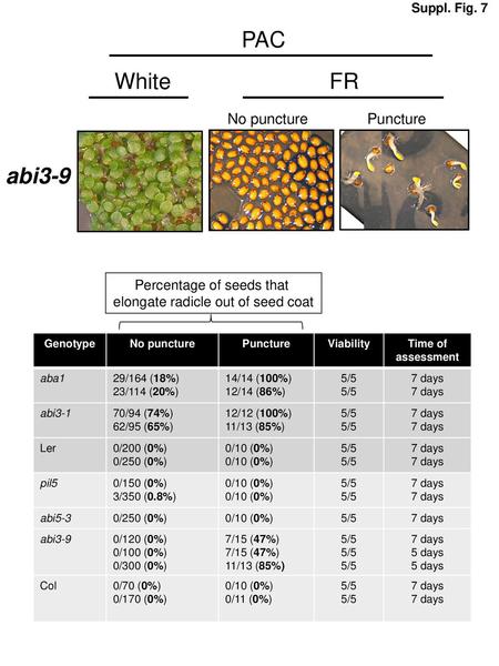 PAC White FR abi3-9 No puncture Puncture Percentage of seeds that