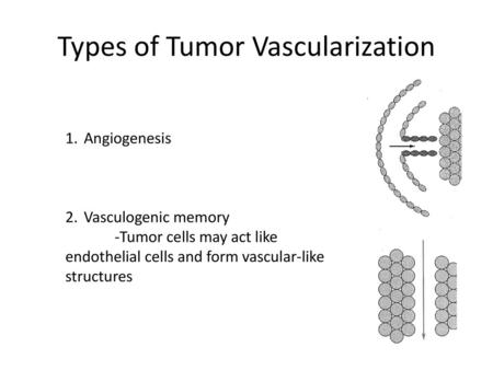 Types of Tumor Vascularization