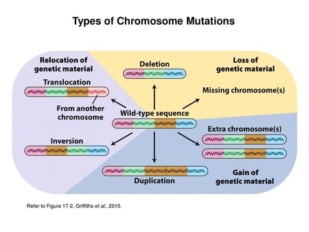 Types of Chromosome Mutations