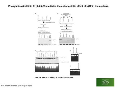 Phosphoinositol lipid PI (3,4,5)P3 mediates the antiapoptotic effect of NGF in the nucleus. Phosphoinositol lipid PI (3,4,5)P3 mediates the antiapoptotic.