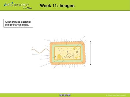 Week 11: Images A generalized bacterial cell (prokaryotic cell).