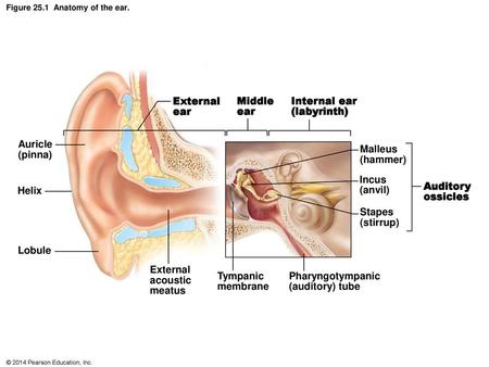 Figure 25.1 Anatomy of the ear.