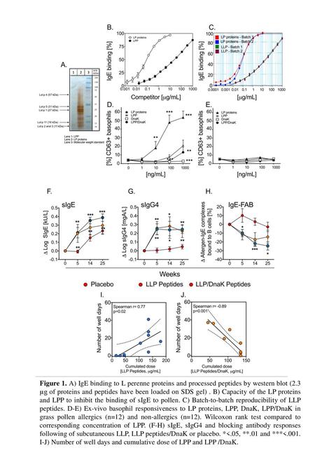 Figure 1. A) IgE binding to L perenne proteins and processed peptides by western blot (2.3 µg of proteins and peptides have been loaded on SDS gel) . B)