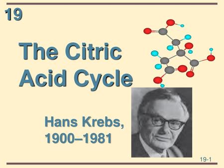 The Citric Acid Cycle Hans Krebs, 1900–1981.