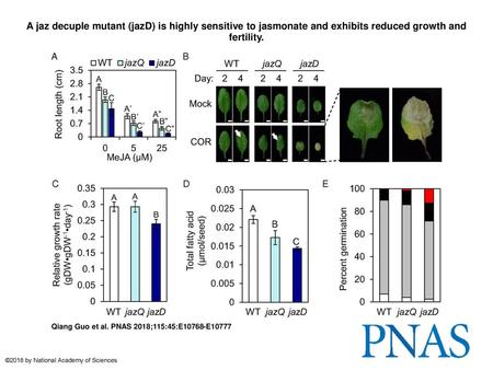 A jaz decuple mutant (jazD) is highly sensitive to jasmonate and exhibits reduced growth and fertility. A jaz decuple mutant (jazD) is highly sensitive.