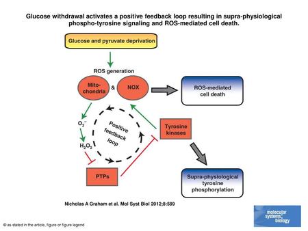 Glucose withdrawal activates a positive feedback loop resulting in supra‐physiological phospho‐tyrosine signaling and ROS‐mediated cell death. Glucose.