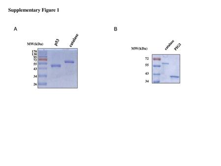 Supplementary Figure 1 A B catalase p53 catalase MW(kDa) PIG3 MW(kDa)