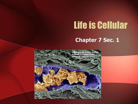 Life is Cellular Chapter 7 Sec. 1.