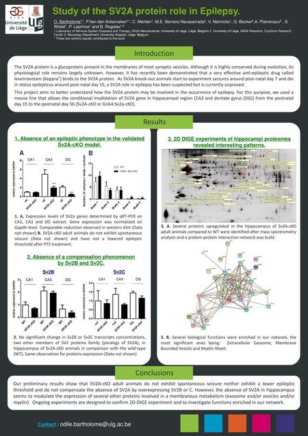 Study of the SV2A protein role in Epilepsy.