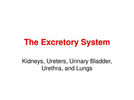 Kidneys, Ureters, Urinary Bladder, Urethra, and Lungs