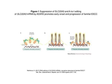 Figure 1 Suppression of SLC22A3 and A-to-I editing