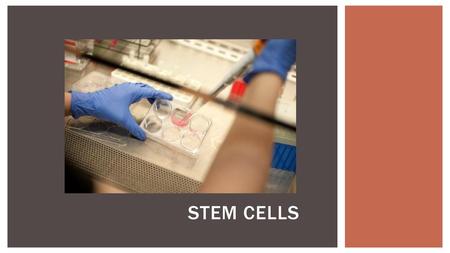 Stem Cells.