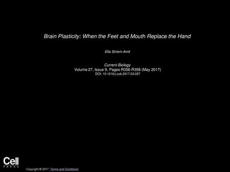 Brain Plasticity: When the Feet and Mouth Replace the Hand