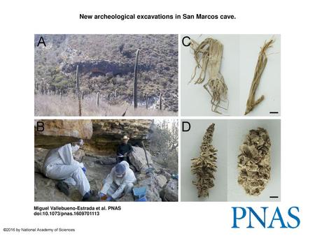 New archeological excavations in San Marcos cave.