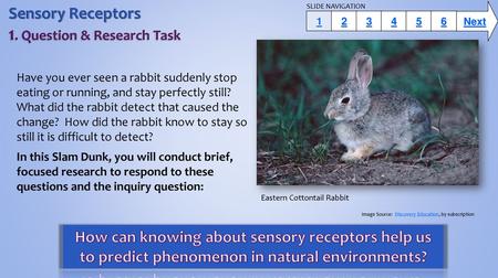 Sensory Receptors 1. Question & Research Task