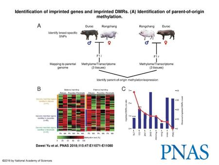 Identification of imprinted genes and imprinted DMRs