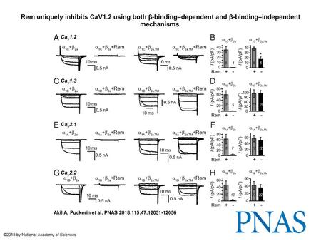 Rem uniquely inhibits CaV1