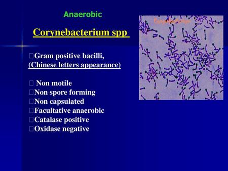 Corynebacterium spp Anaerobic Gram positive bacilli,