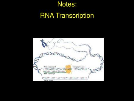 Notes: RNA Transcription.