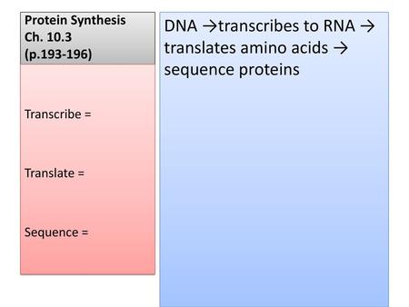 Protein Synthesis Ch (p )