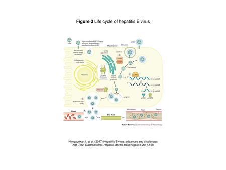 Figure 3 Life cycle of hepatitis E virus