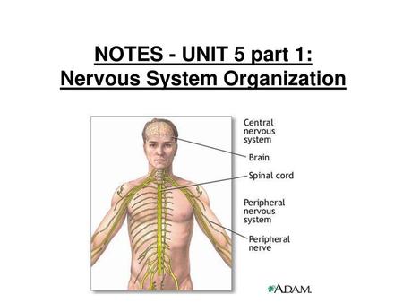 NOTES - UNIT 5 part 1: Nervous System Organization