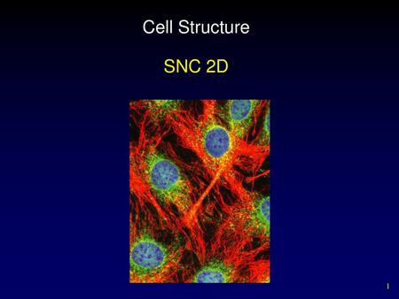 Cell Structure SNC 2D.