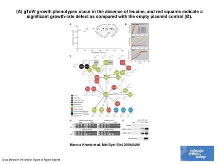 (A) gToW growth phenotypes occur in the absence of leucine, and red squares indicate a significant growth‐rate defect as compared with the empty plasmid.