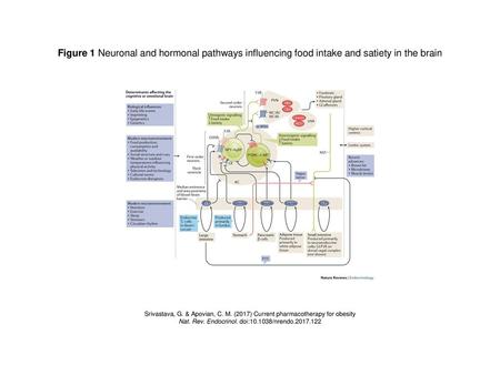 Nat. Rev. Endocrinol. doi: /nrendo