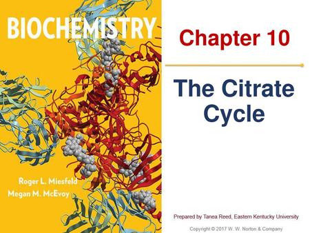 Chapter 10 The Citrate Cycle.