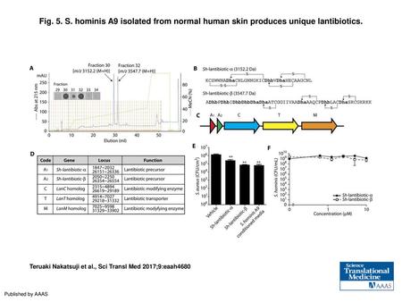 Fig. 5. S. hominis A9 isolated from normal human skin produces unique lantibiotics. S. hominis A9 isolated from normal human skin produces unique lantibiotics.