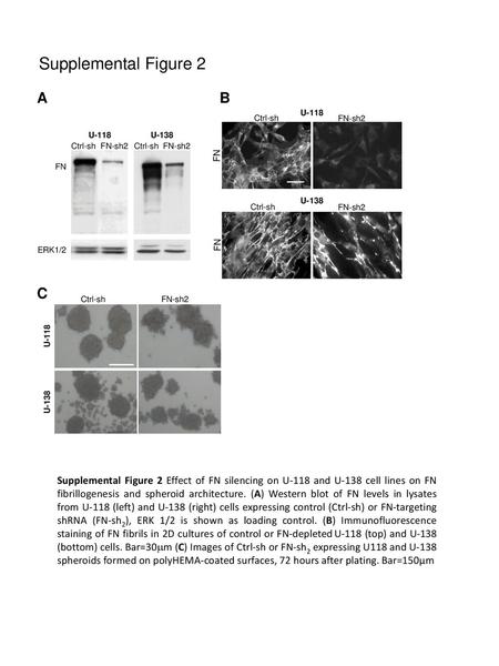 Supplemental Figure 2 A B C