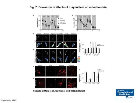 Fig. 7. Downstream effects of α-synuclein on mitochondria.