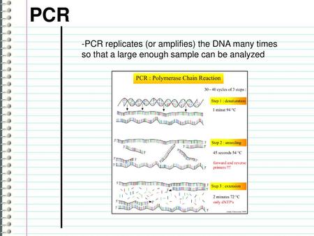 PCR -PCR replicates (or amplifies) the DNA many times so that a large enough sample can be analyzed.