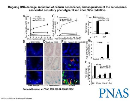 Ongoing DNA damage, induction of cellular senescence, and acquisition of the senescence-associated secretory phenotype 12 mo after 56Fe radiation. Ongoing.