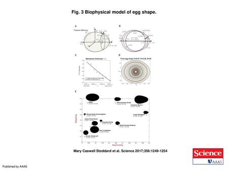 Fig. 3 Biophysical model of egg shape.