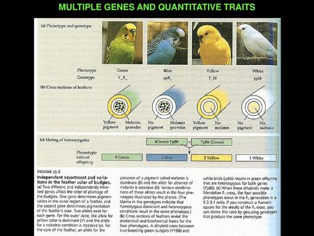 MULTIPLE GENES AND QUANTITATIVE TRAITS