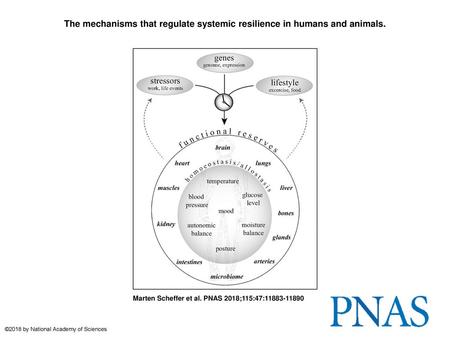 The mechanisms that regulate systemic resilience in humans and animals