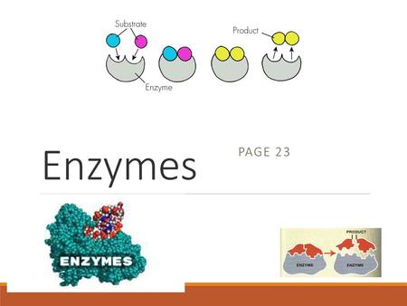 Enzymes Page 23.