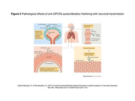 Nat. Rev. Rheumatol. doi: /nrrheum