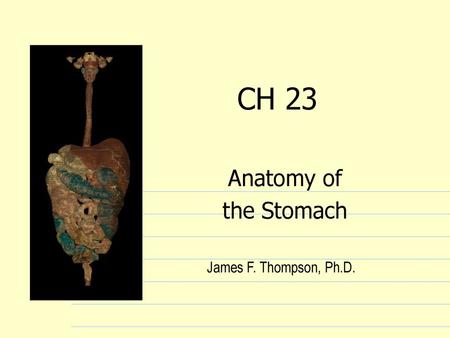 CH 23 Anatomy of the Stomach James F. Thompson, Ph.D.